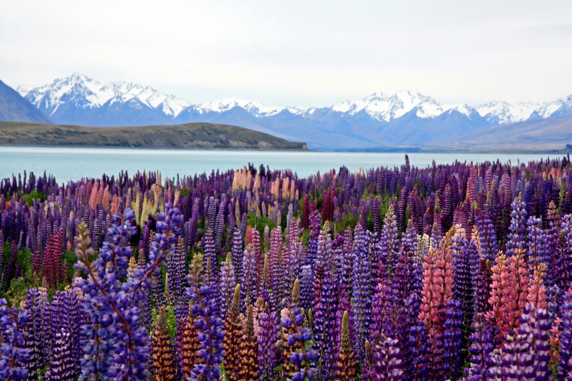 Classic New Zealand: A Local’s North & South Island Guide